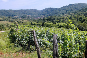 Vignoble de Vernantois